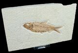 Inch Knightia Fossil Fish #4662-1